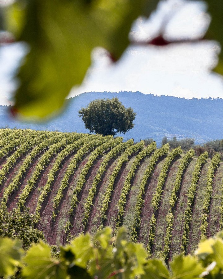 vineyard-989270_1920